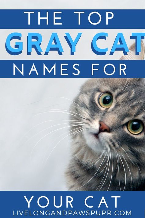 Jul 1, 2021 - Top Gray Cat Names. Naming a pet just like a child can give you some grief. Cats can be a little easier to name because you can easily... Gray Cat Names, Grey Kitten Names, Kitten Names Boy, Grey Cat Names, Tabby Cat Names, Girl Cat Names, White Tabby Cat, Names Cat, Cat Advice