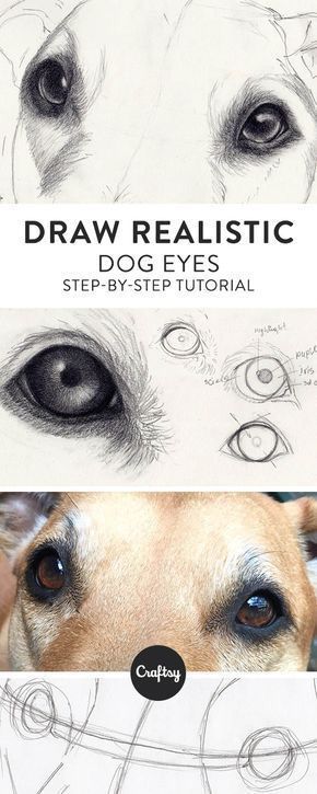 Draw Dog, Realistic Eye Drawing, Pencil Portrait Drawing, Drawing Eyes, Tumblr Art, Realistic Eye, 강아지 그림, Hur Man Målar, 3d Drawings