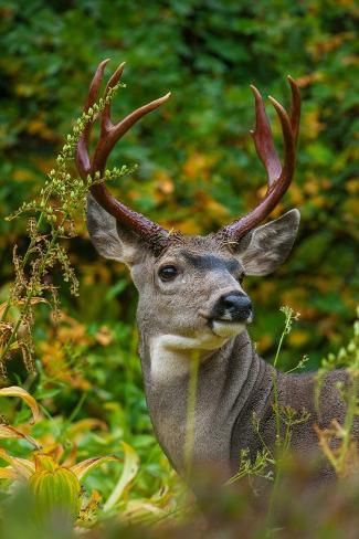 size: 12x8in Photographic Print: Black-tailed deer buck by Ken Archer : Black Tailed Deer, Black Tail Deer, Blacktail Deer, Black Fallow Deer, Big Bucks Deer, Deer Black And White Photography, Deer Running Photography, Game Pics, Deer Buck