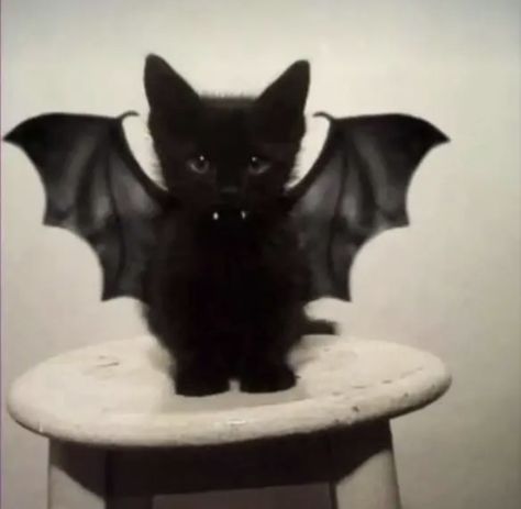 Cat Wings, Bat Cat, Black Cat, Bat, Instagram Post, Instagram, Black