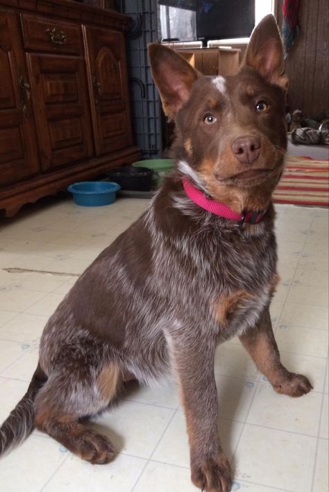 Brown Heeler Dog, Chocolate Heeler, Red Heeler Dog, Blue Healer, Aussie Cattle Dog, Heeler Dogs, Austrailian Cattle Dog, Red Heelers, Heeler Dog