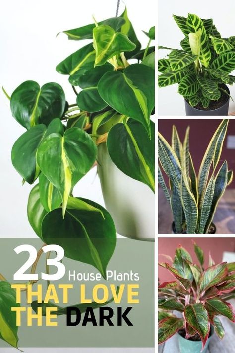 Parasitic Plants, Inside House Plants, Low Light House Plants, Indoor Plants Low Light, Easy House Plants, Sansevieria Plant, Calathea Plant, Household Plants, Plant Care Houseplant