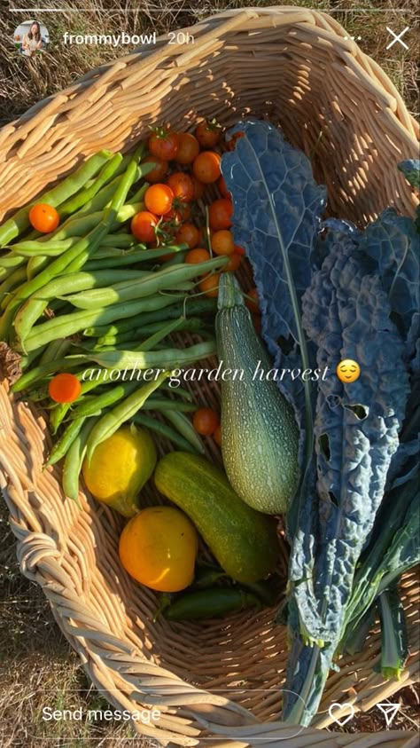 Harvest Basket, Future Farms, Farm Lifestyle, Garden Harvest, Food Garden, Plant Mom, Veggie Garden, Farm Gardens, Kitchen Garden