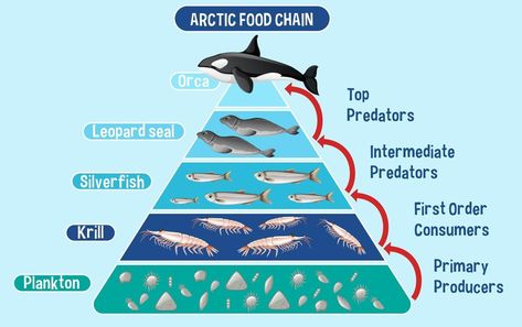 Diagram showing Arctic food chain for education Food Chain Diagram, Ocean Food Web, Ocean Food Chain, Leopard Seal, Winter Landscape Photography, Oceans 11, Aquatic Ecosystem, Ocean Day, Food Web