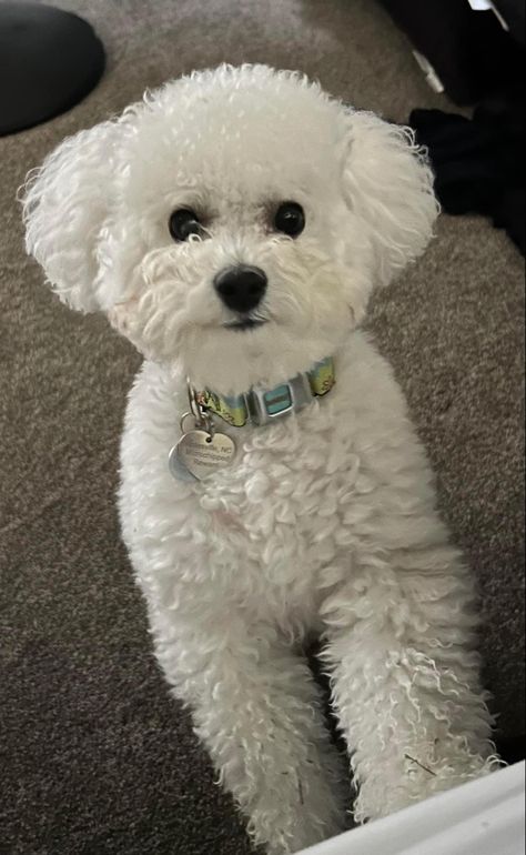 Poodle Puppy Cut, Cute White Dogs, Bichon Dog, Bichon Frise Puppy, Puppy Grooming, Puppy Cut, Dog Haircuts, Cute Pomeranian, Cavapoo Puppies