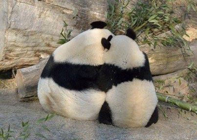 Panda!!!! ;3 Panda Love, Giant Panda, Baby Panda, Cute Panda, Animal Planet, Panda Bear, Animals Friends, Beautiful Creatures