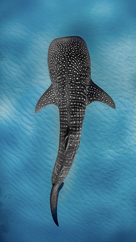 Whale Shark Top View, Whale Shark Pictures, Whale Shark Aesthetic, Whale Photography, Whale Shark Drawing, Whale Shark Art, Ocean Life Photography, Whale Pictures, Shark Whale