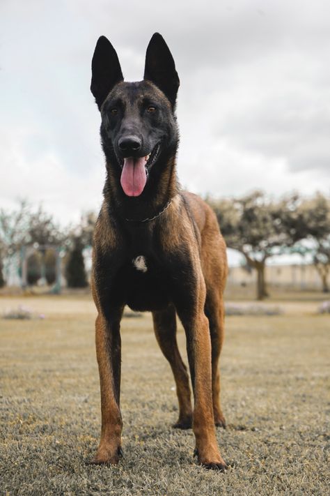 Belgian Dog Breeds, Belgian Dog, Berger Malinois, Belgium Malinois, Malinois Puppies, Belgian Malinois Dog, Malinois Dog, Belgian Shepherd, Reptiles Pet