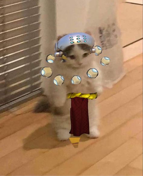 Overwatch Cat Icon, Cat Overwatch, Overwatch Pachimari, Overwatch Cats, Cute Cat Pfp, Overwatch Icons, Overwatch Hanzo, Overwatch Wallpapers, Overwatch Memes