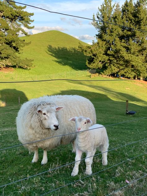 Abandoned Farmhouse, Pet Sheep, Abandoned Cities, Future Farms, Farm Lifestyle, Baby Lamb, Sheep Farm, Sheep And Lamb, Spring Baby