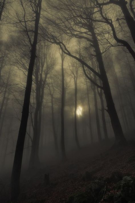 Foggy Trees, Foggy Forest, Southern Gothic, Gothic Aesthetic, Season Of The Witch, Dark Photography, Dark Forest, In The Woods, Dark Aesthetic