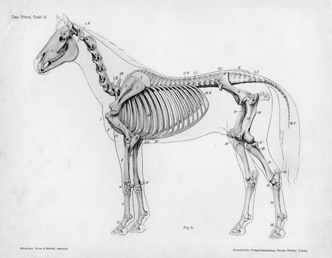 Horse anatomy by Herman Dittrich - full body skeleton Horse Bones, Horse Skeleton, Equine Anatomy, Anatomy Tattoo, Horse Images, Animal Studies, Horse Lessons, Real Animals, Skeleton Anatomy