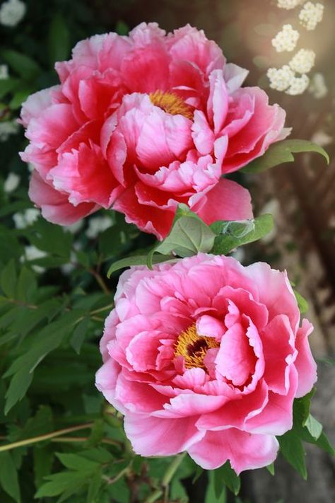 Peony Meaning, Light Pink Flowers, Beautiful Pink Flowers, Flower Meanings, Cat Air, Annual Plants, Peony Flower, Flower Images, Flowers Nature