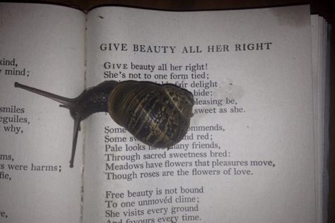 Snail Aesthetic, Giant African Land Snails, Pet Snails, Love Lyrics, Words Of Love, Cool Bugs, Love Poetry, Lovely Creatures, Beautiful Bugs