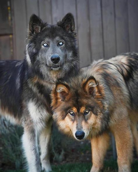 Wolf gram (@wolf_gram__) added a photo to their Instagram account: “Two beautiful wolfdogs! 🐺😍⠀  🐺🐾⠀ .⠀ Photos By 📷 @wander_with_willow ⠀ Tag your friends 👇⠀ .…” Wolf Hybrid Dogs, Dogs Images, Regard Animal, Rare Dogs, Wolf Images, Wild Animals Pictures, Wolf Photos, Hybrid Dogs, Doberman Dogs