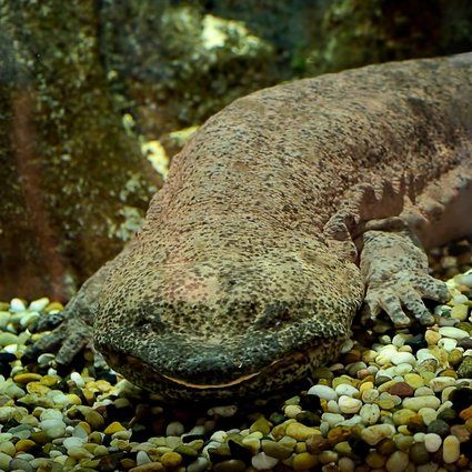 Interesting Facts About the Chinese Giant Salamander - ReptileStartUp.com Chinese Giant Salamander, Giant Salamander, Mountain Streams, Habitat Destruction, Salamanders, Reptiles And Amphibians, Endangered Species, Rocky Mountain, Amphibians