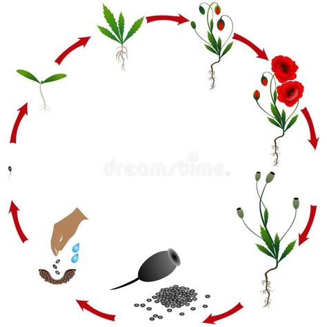 Life cycle of poppy plant on a white background. vector illustration Poppy Life Cycle, Flower Life Cycle, Diy Compost, A Level Textiles, Daisy Tattoo, Plant Life Cycle, Scientific Illustration, Gardening For Kids, Poppy Flower