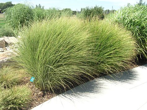 Morning Light Maiden Grass | Wilson Nurseries Miscanthus Morning Light, Miscanthus Sinensis Gracillimus, Waterwise Landscaping, Grass Landscaping, West Jordan Utah, Deer Resistant Garden, Miscanthus Sinensis, Late Summer Flowers, Plant Encyclopedia