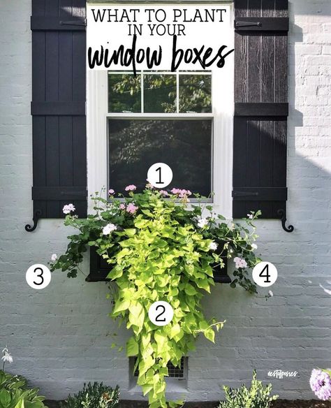 What to Plant in Your Window Boxes. Great tips on what to plant for full sun, partial or shade areas of your home for window or planter boxes. Small Porch Plants, House With Window Boxes, Flowers For Window Boxes, Planter Boxes Flowers, Plants 101, City Cottage, Summer Drive, Sun Window, Ivy Geraniums