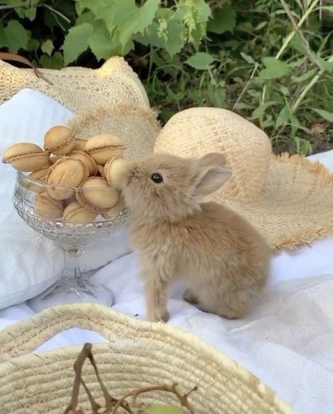 Cute Bunny Pictures, Bunny Pictures, Pet Bunny, Pets 3, Baby Bunnies, Zoo Animals, Odessa, Cute Little Animals