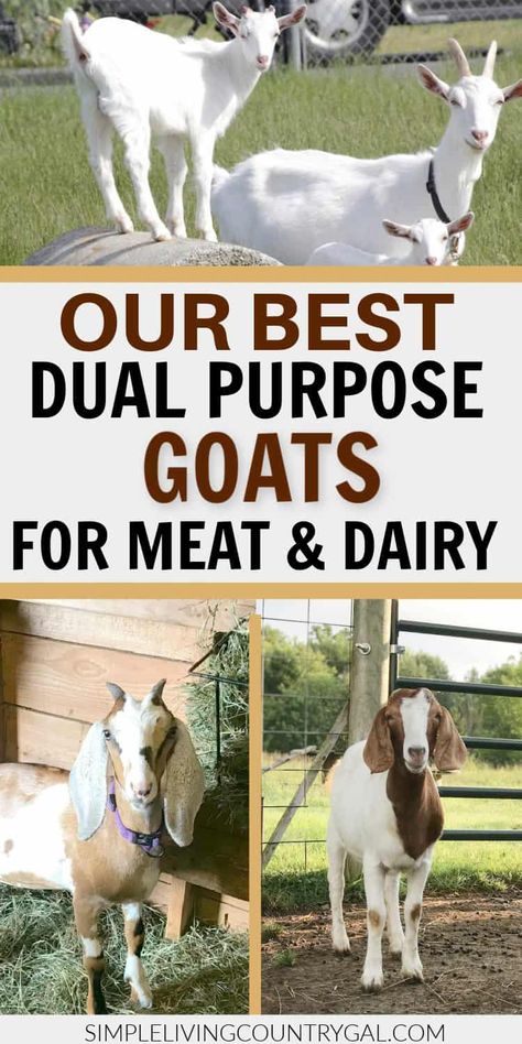 A list of our top picks for Dual-Purpose goats that you can raise on your homestead. Get an overview of each breed, how the meat tastes, whether it is tender, the milk taste and butter fat content, mannerisms, and pros and cons for each. Why dual-purpose goats are a good option. What you can do if you would rather cross-breed a meat goat with a dairy goat to create your own dual-purpose breed. #dualpurpose Raising Meat Goats, Meat Goats Breeds, Chickens And Goats Together, What To Feed Goats, Milking Goats, Goat Breeds, Goats For Sale, Animal Breeding, Goat Milking