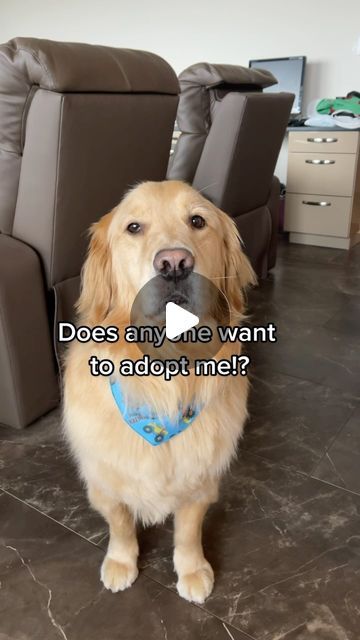 Buddy Smartz on Instagram: "Buddy is one more punishment away from looking for a new Mom #adoptme #funnydog #funnydogvideos #dogsofinstagram #dogfunny #funnyvideos #viral #dogstagram #goldenretriever #explore 

Sound credit: @jimmyandclarence" Dog Videos Funny, Cute Dog Memes, Puppy Mom, Funny Dog Memes Hilarious, Funny Items, Dog Memes Hilarious Laughing, Dog Memes Humor, Dog Stories, Funny Dog Videos