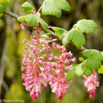 Star jasmine - Inland Valley Garden Planner Flowering Currant, Coral Bells Plant, Gooseberry Plant, Yarrow Plant, Understory Plants, Cherry Plant, Olive Plant, Grape Plant, Clematis Plants