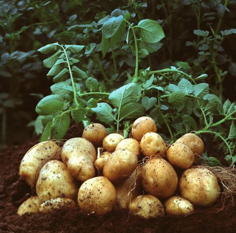 Gardening In Majorca: New daylight hours Avocado Creme, Zucchini Feta, Types Of Potatoes, Growing Potatoes, Non Gmo, Decoration Design, Garden Seeds, Turks And Caicos Islands, Trinidad And Tobago