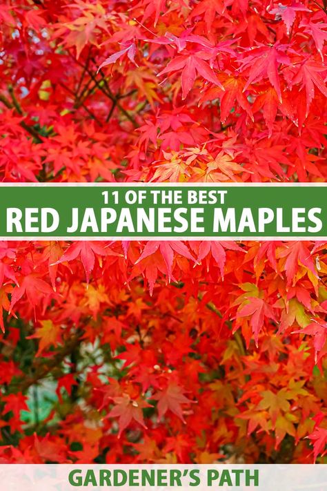 Japanese Red Maple Tree Landscapes, Seiryu Japanese Maple, Red Japanese Maple Tree, Twombly's Red Sentinel Japanese Maple, Red Dragon Japanese Maple, Bihou Japanese Maple, Japanese Maple Tree Landscape, Maple Tree Landscape, Japanese Maple Garden