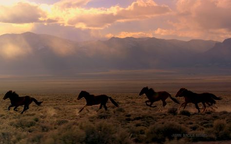 Circle Project, Wild Horses Running, Desert Aesthetic, Desert Land, Into The West, Hoover Dam, Horse Aesthetic, Wild Mustangs, Western Aesthetic