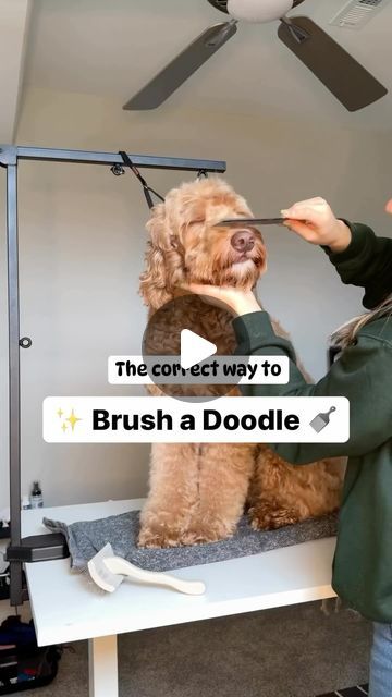 Wahl Professional Animal USA on Instagram: "We all know Doodles can be a pain in the butt to groom (but they’re so cute though 😍). Proper brushing goes a long way in avoiding matting and makes the groomers job 100% easier. Great tip from @matthewslegacyfarm" Long Hair Dog Grooming Styles, Grooming Doodles At Home, Diy Doodle Grooming, Doodle Face Grooming, Doodle Grooming Styles, Doodle Grooming, Goldendoodle Haircuts, Grooming Dogs, Foster Puppies