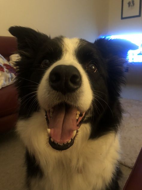 Old Border Collie, Cute Border Collie Puppies, Border Collie Service Dog, Border Collie Aesthetic, Border Collie Black And White, Dogs Border Collie, Black Border Collie, Blue Merle Border Collie, Australian Shepherd Border Collie