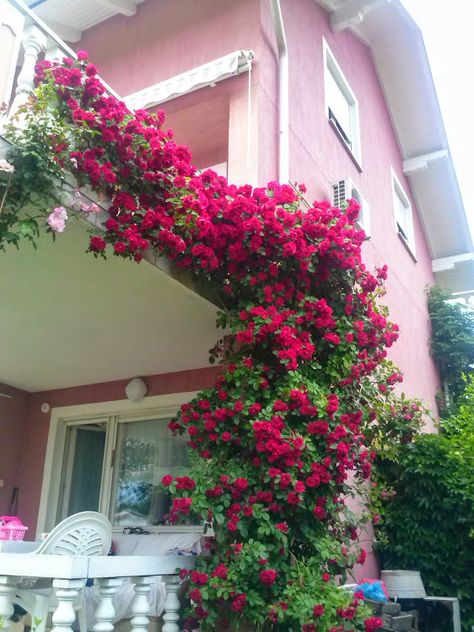 Rosa Flammentanz .Medium red Large-Flowered Climber. Registration name: KORflata Exhibition name: Flammentanz Bred by Wilhelm J.H. Kordes II (1891-1976) (Germany, before 1952).  Introduced in Germany by W. Kordes' Söhne (Retail) in 1955 as 'Flammentanz'.  Climber, Hybrid Rubiginosa, Large-Flowered Climber.   Crimson.  Moderate fragrance.  Average diameter 3.5".  Medium to large, double (17-25 petals), cluster-flowered, in small clusters bloom form.  Once-blooming spring or summer.   Tall, climbi Climber Flowers, Rose Climbers, Backyard Planters, Climber Plants, Village Photography, Terrace Decor, Plant Care Houseplant, Climbing Vines, Wonderful Flowers