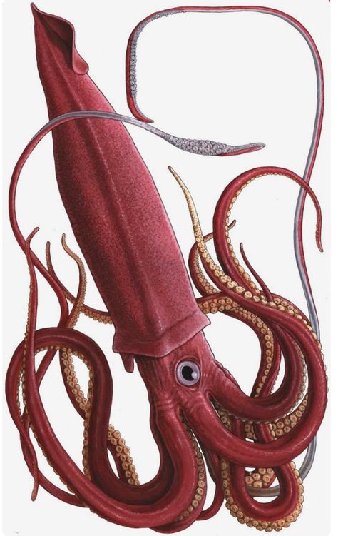 Giant Squid Photography, Giant Squid Illustration, Squid Reference, Giant Squid Drawing, Squid Pictures, Squid Animal, Squid Illustration, Humboldt Squid, Squid Art