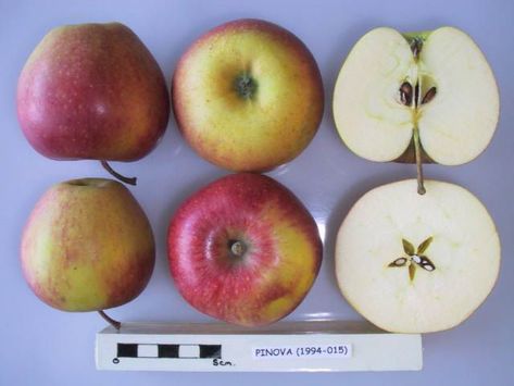 Natural Grocers, Yellow Apple, Apple Varieties, Cross Section, Apple Tree, Family Farm, Rose Water, Season Colors, Red Apple