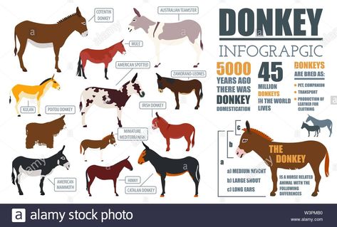 Download this stock vector: Donkey breeds infographic template. Animal farming. Flat design. Vector illustration - W3PMB0 from Alamy's library of millions of high resolution stock photos, illustrations and vectors. Donkey Breeds, Animal Farming, American Animals, A Donkey, Infographic Template, The Donkey, Cotton Tea Towels, Infographic Templates, Free Illustrations