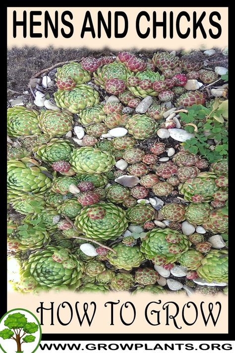 How to grow Hen and chicks - All gardening information grow and care, amount of water, sun exposure, planting season, blooming season, hardiness zone, height of the plants, pruning season, pests and diseases, growth speed, uses of the plant, flowers color , if it’s grow as houseplant, tips and much more #gardening, #flowers, #plants Hens And Chickens Plants Ideas Gardens, Hens And Chicks Planting Ideas Yards, Hens And Chicks Planting Ideas Planters, Hen And Chicks Planting Ideas, Hens And Chicks Planting Ideas, Hens Chicks Succulents, Hen And Chicks Succulent, Hens And Chicks Succulent, Chicks And Hens Succulents