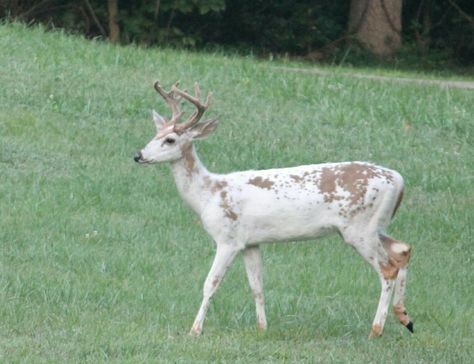 A beautiful and rare piebald white tailed deer. This type of deer makes up for 1% of white tails in Kentucky. His name is Faith as we had faith that he'd survive the hunting season and he did. Deer With Wings, Juno Aesthetic, Piebald Deer, Deer Breeds, Types Of Deer, Albino Deer, Water Deer, White Tailed Deer, Forest Critters