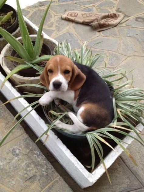 Beagle Aesthetics, Cute Beagle Puppies, Aggressive Dog Breeds, Beagle Puppies, Cute Beagles, Really Cute Dogs, Aggressive Dog, Beagle Puppy, Beagle Dog