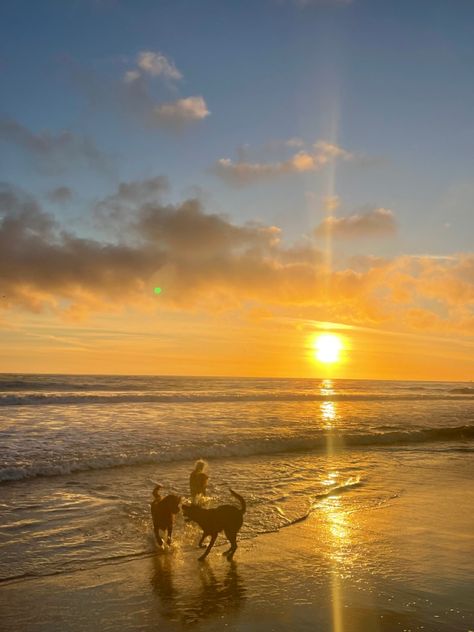 Dog, golden retriever, sunset, california Golden Retriever Sunset, Golden Retriever Camping, West Coast House, Gold Retriever, Golden Retriever Silhouette, Dog Golden Retriever, Sunset California, Coast House, Gold Sunset