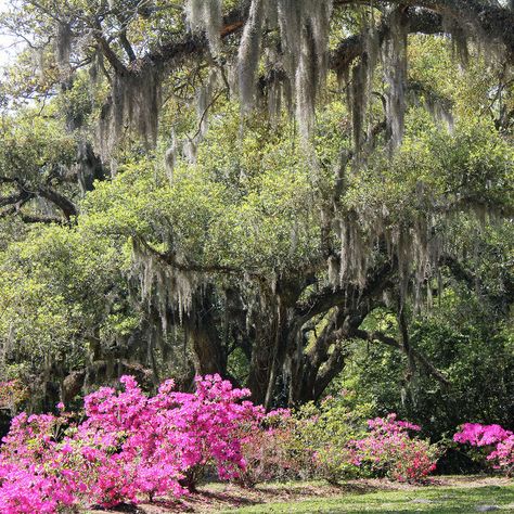 Avery Island Louisiana, Louisiana Garden, Avery Island, Sookie Stackhouse, Road Lines, Jungle Gardens, Bird Sanctuary, Engagement Pic, Live Oak Trees