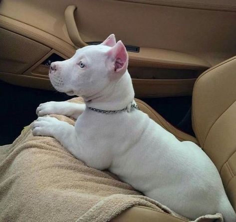 Baby White Pitbull puppy. Small White Pitbull Puppy. White Pitbull Puppies, White Pitbull, Pitbull Puppy, Pitbull Puppies, Cute Dogs And Puppies, Cute Animal Photos, Pitbull Dog, Cute Animal Pictures, Pitbull Terrier