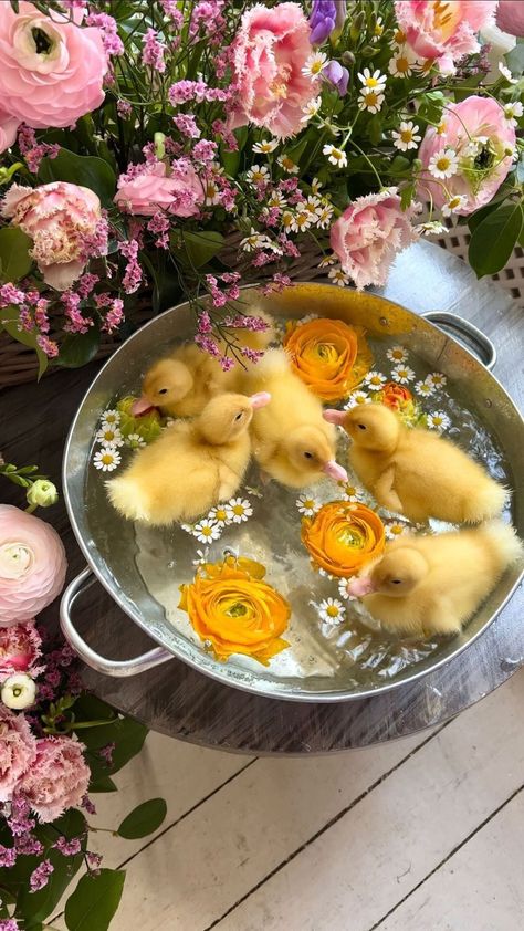 Dina Dennaoui (@lulumoonowlbooks) • Instagram photos and videos Lovely Video, Disney Lifestyle, Cute Ducklings, Rose Shoes, Baby Ducks, What Is Your Favorite, Spring Aesthetic, Favorite Season, Cute Animal Photos