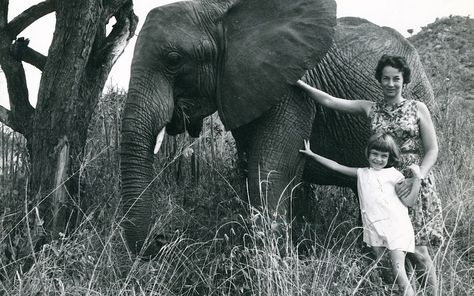 The world says farewell to Dr. Dame Daphne Sheldrick, a conservation icon and pioneer for African wildlife, whose impact lives on through the charity she founded, The David Sheldrick Wildlife Trust, and the orphan elephants she raised, now living back in the wild. All About Elephants, Sheldrick Wildlife Trust, African Love, Young Animal, Elephant Love, African Wildlife, African Elephant, Wildlife Conservation