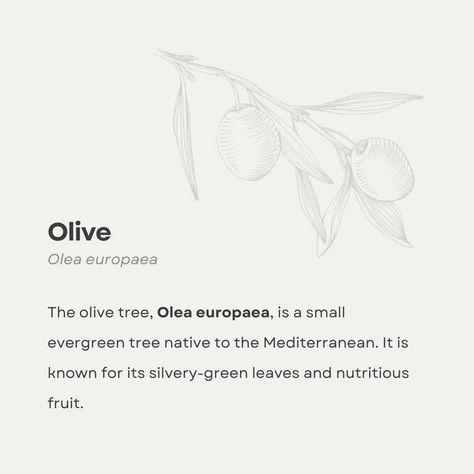 The olive tree, Olea europaea, is a small evergreen tree native to the Mediterranean. It is known for its silvery-green leaves and nutritious fruit. Olive trees can live for over a thousand years. The oldest known olive tree, in Crete, is estimated to be at least 2,000 years old. Historically, olive trees symbolize peace and victory. In ancient Greece, olive branches crowned Olympic winners and represented wisdom and purity. #artcollectors #fineartlover #uniqueartwork #olivepainting #green... Olympic Winners, Olive Branches, Olea Europaea, Olive Trees, Journal Art, Evergreen Trees, A Thousand Years, Olive Branch, Green Art