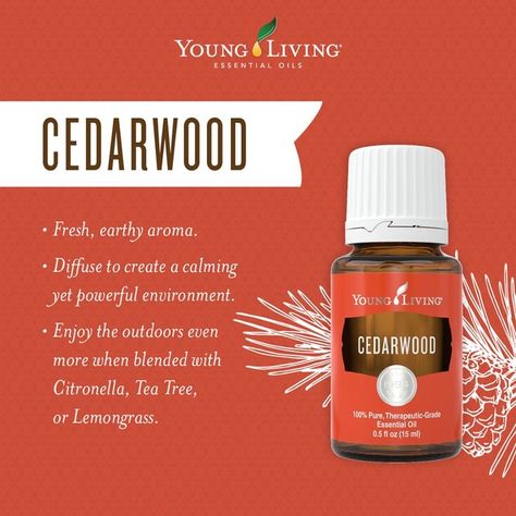 Cedarwood Young Living, Cedarwood Essential Oil Young Living, Young Living Cedarwood, Young Living Products, Cedrus Atlantica, Essential Oils For Kids, Young Living Essential Oils Recipes, Essential Oils For Sleep, Yl Essential Oils