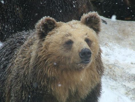 Ussuri, or Hokkaido, Brown Bear (Ursus arctos lasiotus) is found in eastern Russia, northeastern China, the Korean peninsula and Japan.  It is thought to be the ancestor of the American Grizzly.  -kc Male Bear, Spectacled Bear, Sloth Bear, Brown Bears, Wooly Mammoth, Siberian Tiger, Bear Party, Love Bear, Grizzly Bear