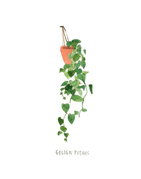 Check out our illustrated guide to house plants and how to care for them. Plant Doodle, Golden Pothos, Ivy Plants, Illustration Botanique, Watercolor Plants, Plant Drawing, Plant Illustration, Watercolor Inspiration, Plant Art