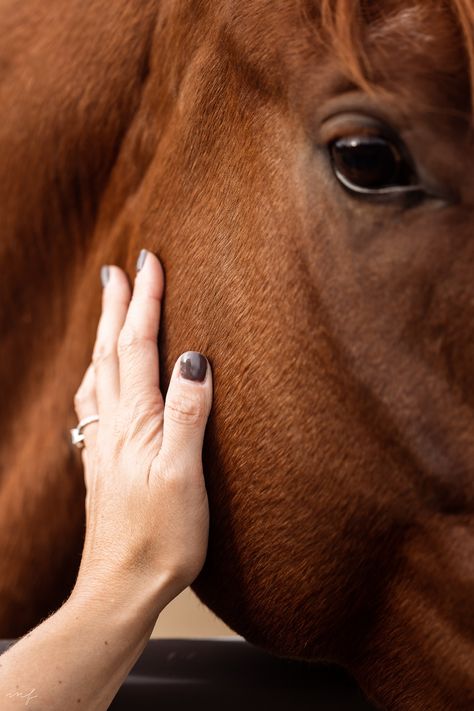 The slightest touch could say a thousand words. @betty__cash #equestrainlife #horsesofinsta #horseartist #showhorse #horseadventures #equestrianphotographer Equine Massage Therapy, Horse Shoot, Farmer Photography, Equine Massage, Horse Photoshoot, Horse Images, Horse Competition, Narrative Photography, Equestrian Aesthetic