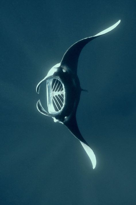 Manta Ray Sculpture, Manta Ray Photography, Manta Ray Aesthetic, Water Animals Art, Manta Ray Drawing, Stingray Fish, Sting Rays, Night Ocean, Manta Rays